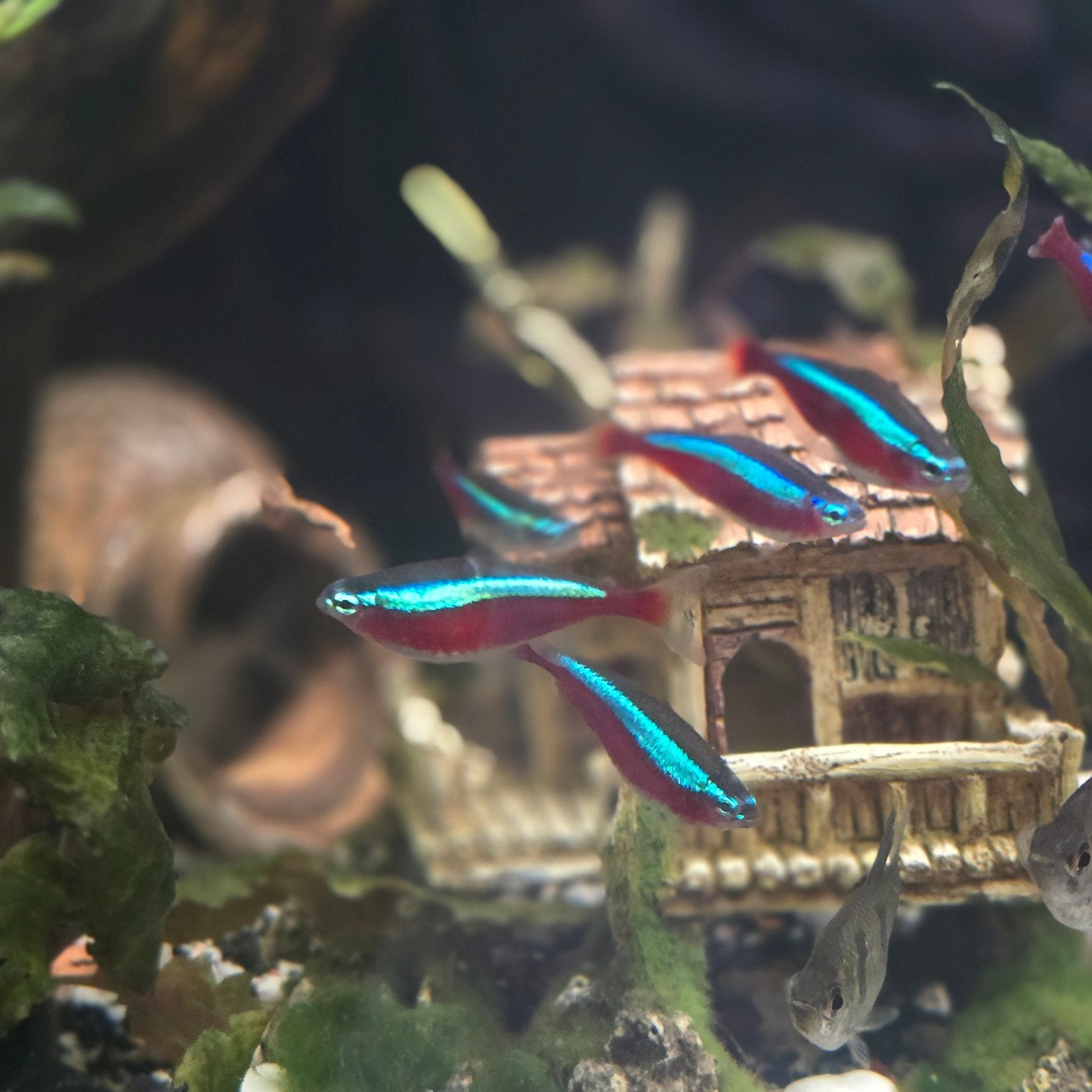 AANBIEDING! 6 jumbo kardinaal tetras voor €15,-, Dieren en Toebehoren, Vissen | Aquariumvissen