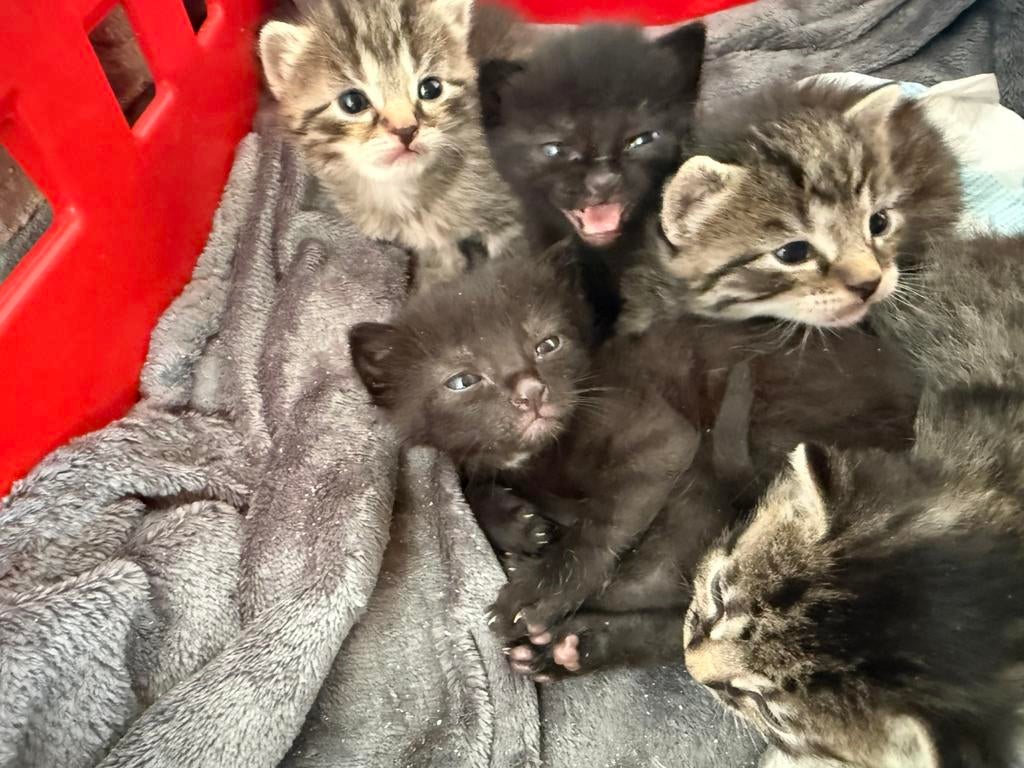 Prachtig nestje kittens, Dieren en Toebehoren, Meerdere dieren
