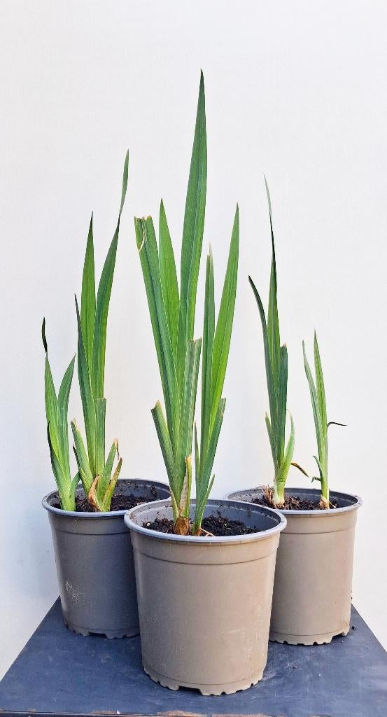4 Lisdodde- Vijver Sigaren -Typha Latifolia, Volle zon, Vaste plant, Ophalen of Verzenden, Zomer