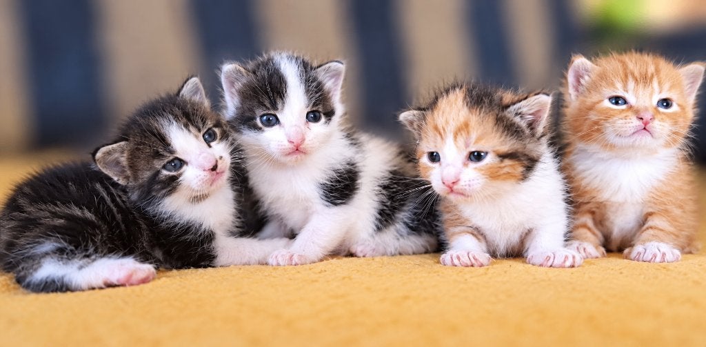 3 lieve kittens (katertjes) te koop!!🥰, Dieren en Toebehoren, Kater, Kortharig, 0 tot 2 jaar