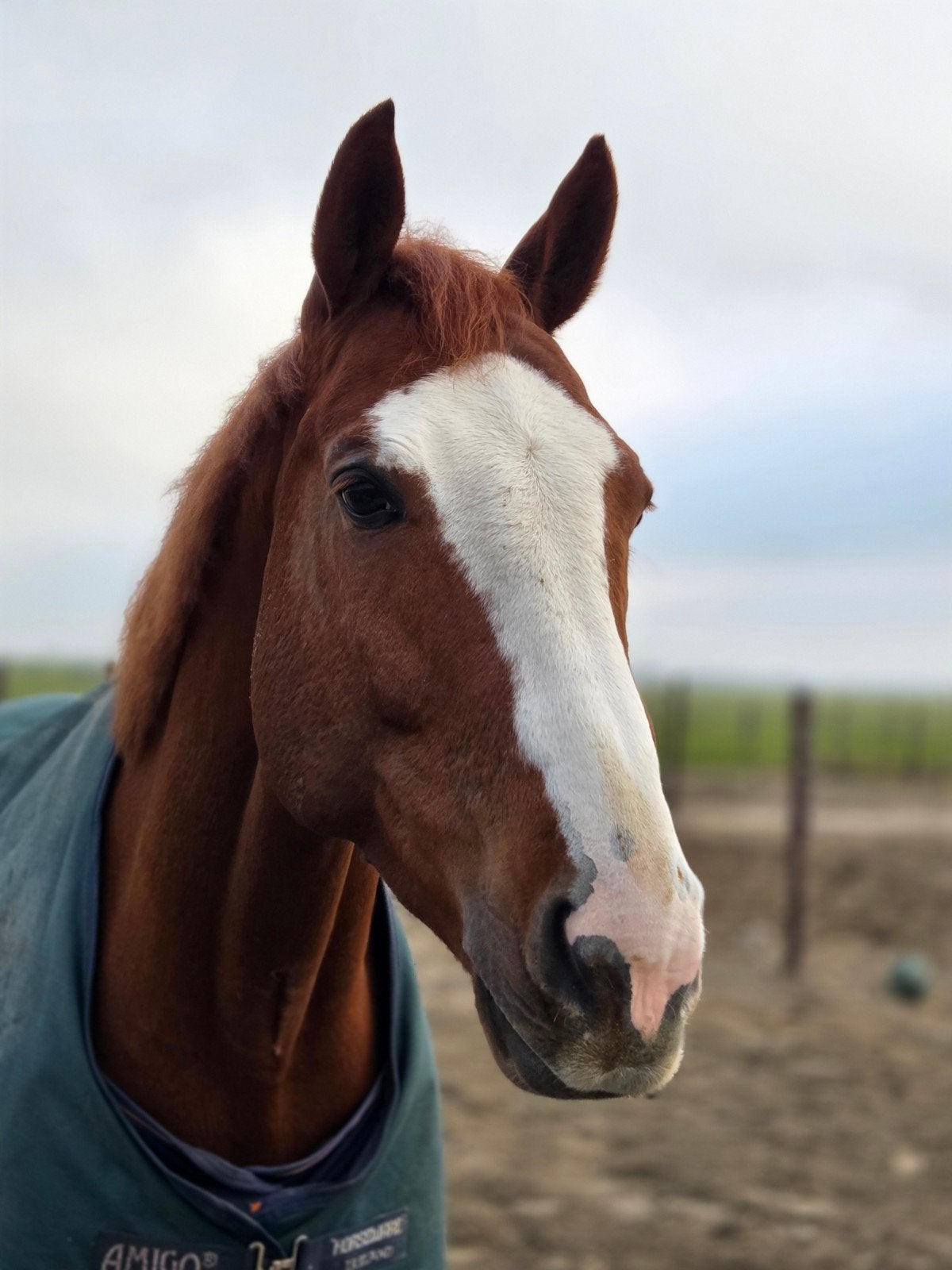 Op zoek naar een gouden plek voor mijn lieve paard, Dieren en Toebehoren