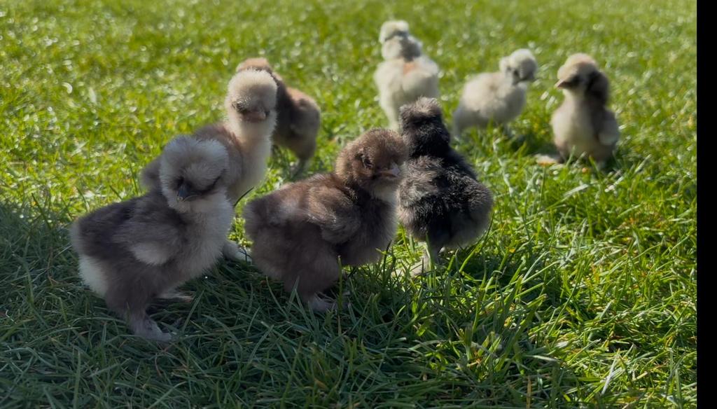 Zijdehoen kuikens usa, Dieren en Toebehoren, Pluimvee, Kip, Geslacht onbekend
