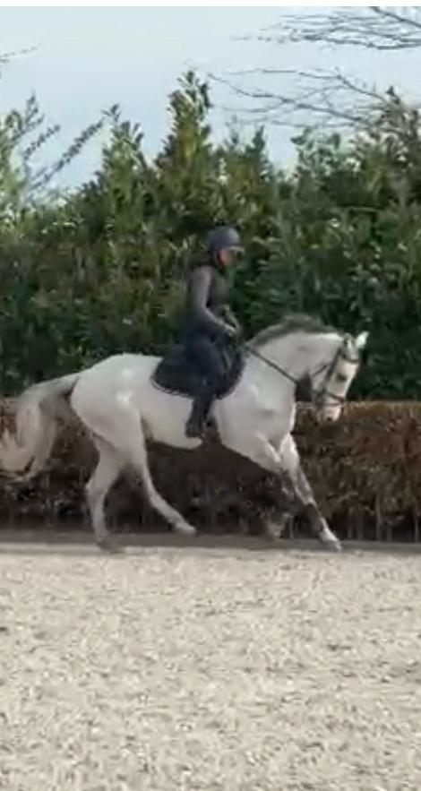 Te koop: Schimmel jacht/eventing paard, ZZ, Springpaard, Met stamboom, Ruin