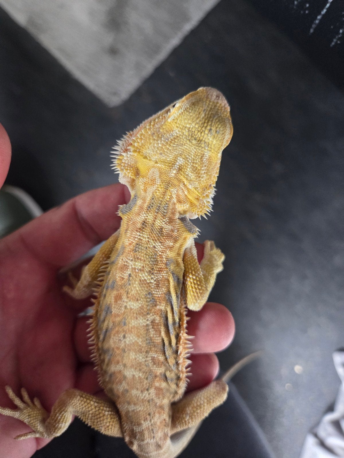 Baardagaam Pogona Vitticeps Hypo Citrus Tiger Bearded Dragon photo 2