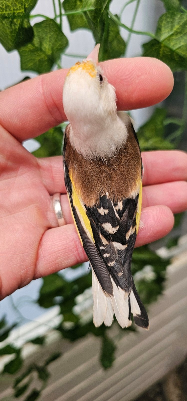 Parva mooie gezonde man van 2025, Dieren en Toebehoren, Vogels | Kanaries, Mannelijk