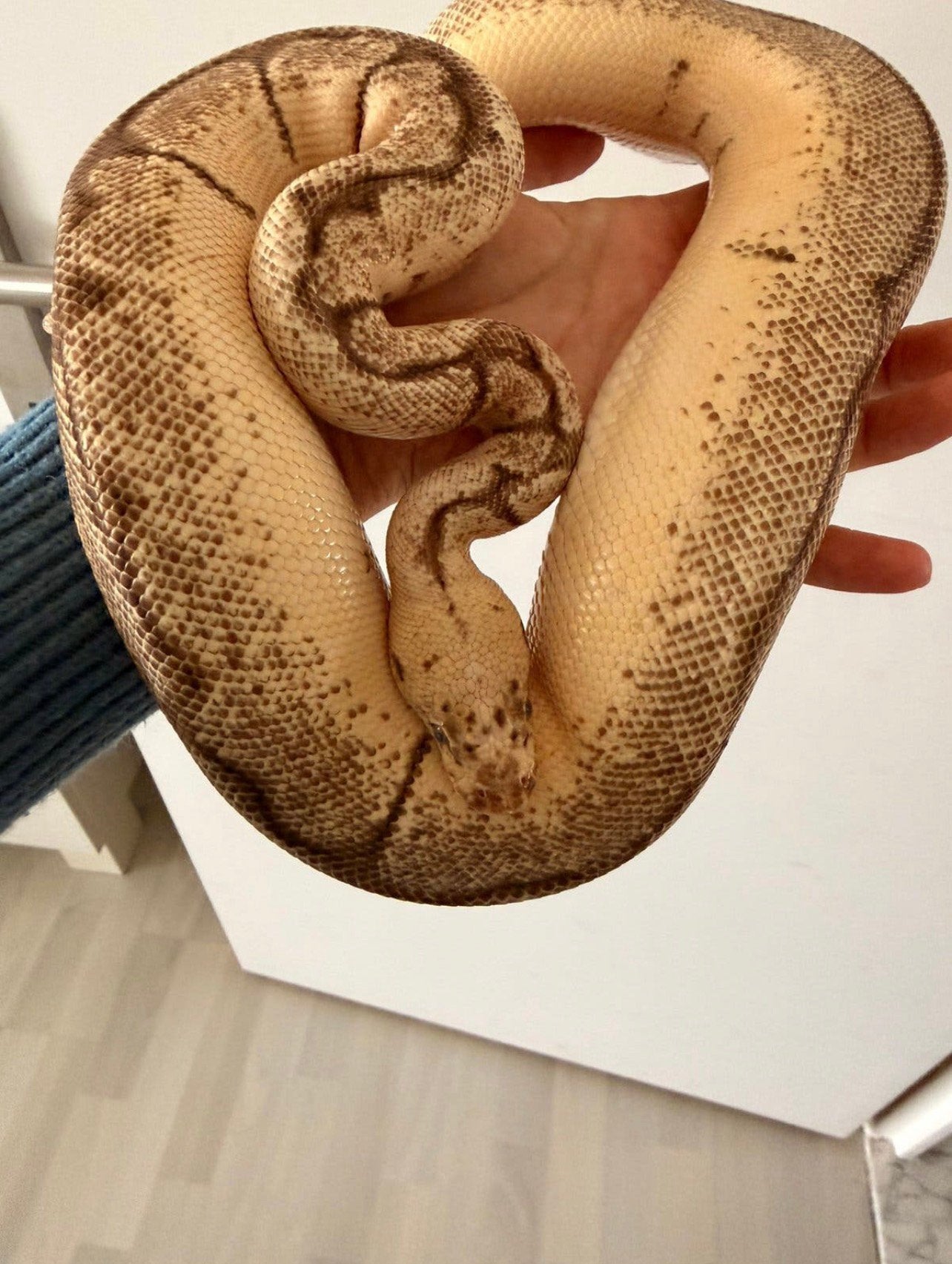 0.1 pastel spider clown poss super pastel, Dieren en Toebehoren, Reptielen en Amfibieën, Slang, Tam, 3 tot 6 jaar