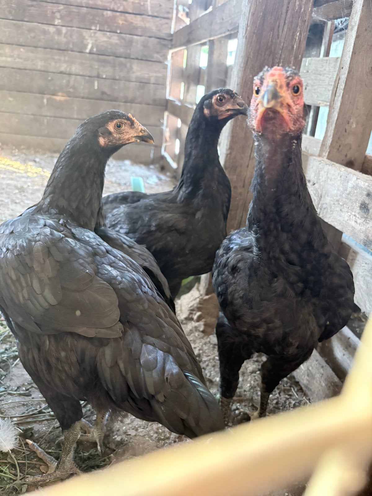 Koppel indio gigante/jersey giant, Dieren en Toebehoren, Pluimvee, Meerdere dieren, Kip