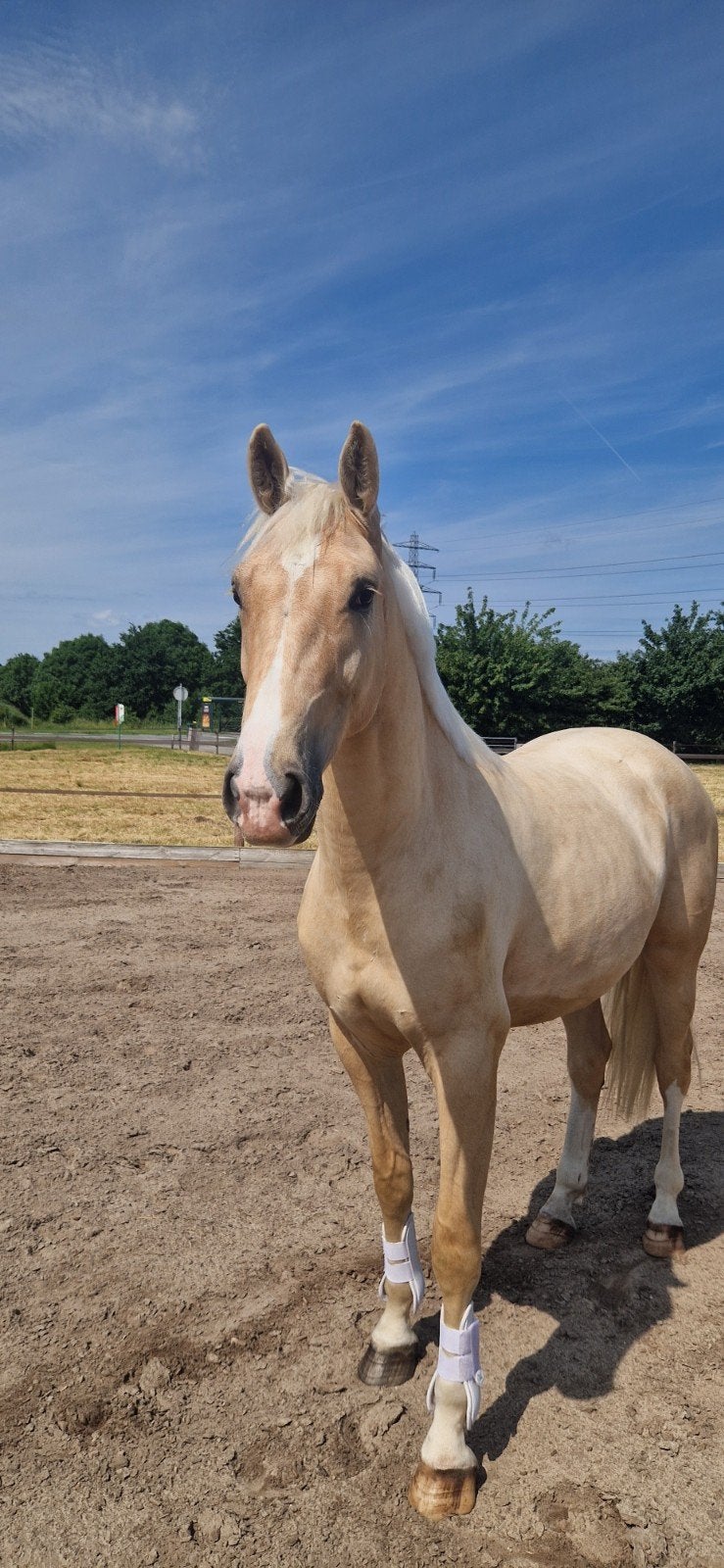 Super lieve, fijne en rustige 2 jarige palomino ruin v. ODIN, Dieren en Toebehoren, Met stamboom, Ruin, Dressuurpaard, 0 tot 2 jaar