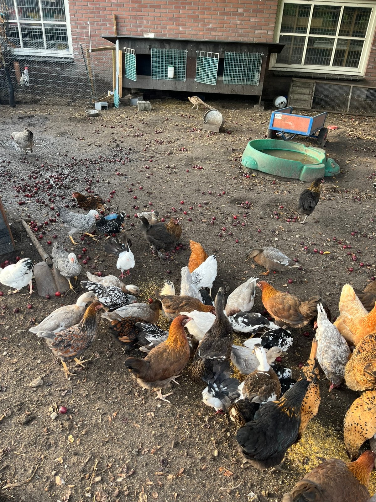 Diverse mooie jonge sierkippen, Vrouwelijk, Kip