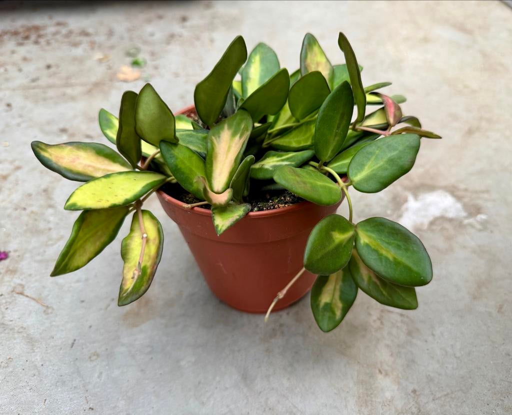 Hoya DS70 p12, Overige soorten, In pot, Minder dan 100 cm, Bloeiende kamerplant