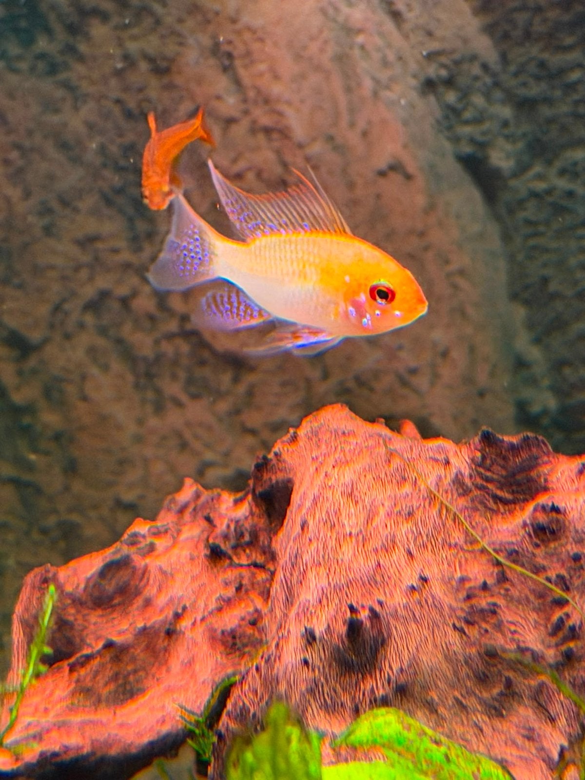 Apistogramma Ramirezi Gold