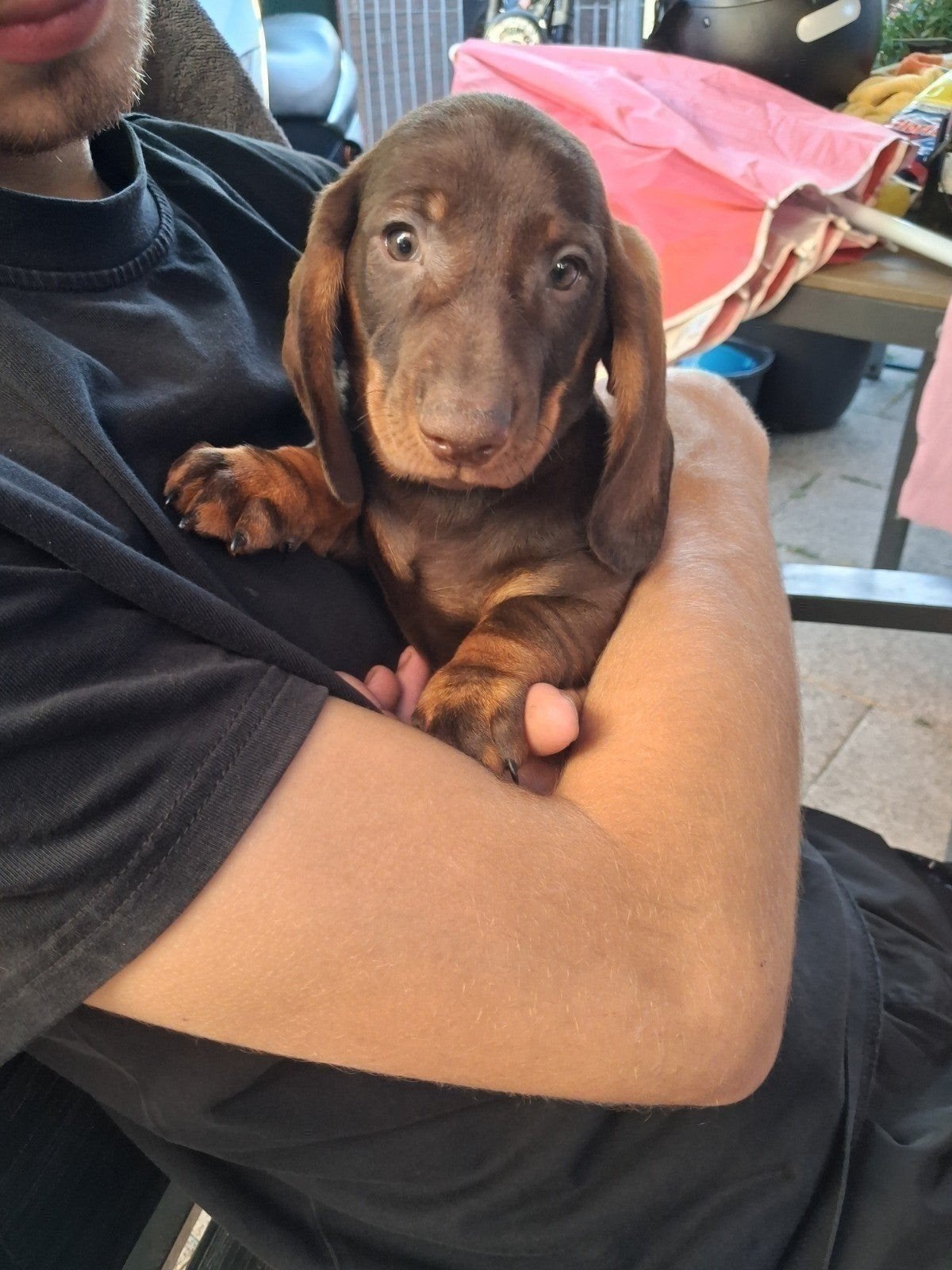 Te koop mooie merle korthaar teckel pups, Dieren en Toebehoren, Honden | Teckels en Dashonden, Parvo, Standaard, 8 tot 15 weken