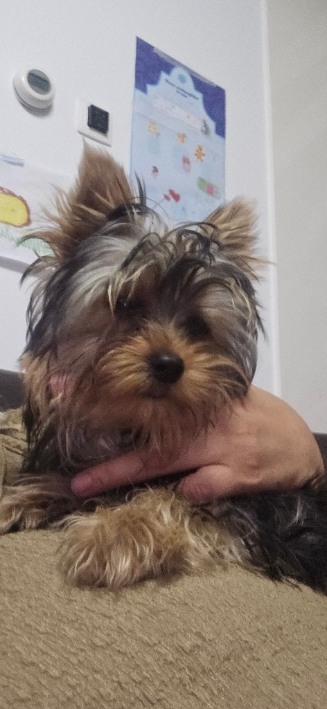 Yorkshire Terrier, 15 weken tot 1 jaar, Overige rassen, Teef, Parvo