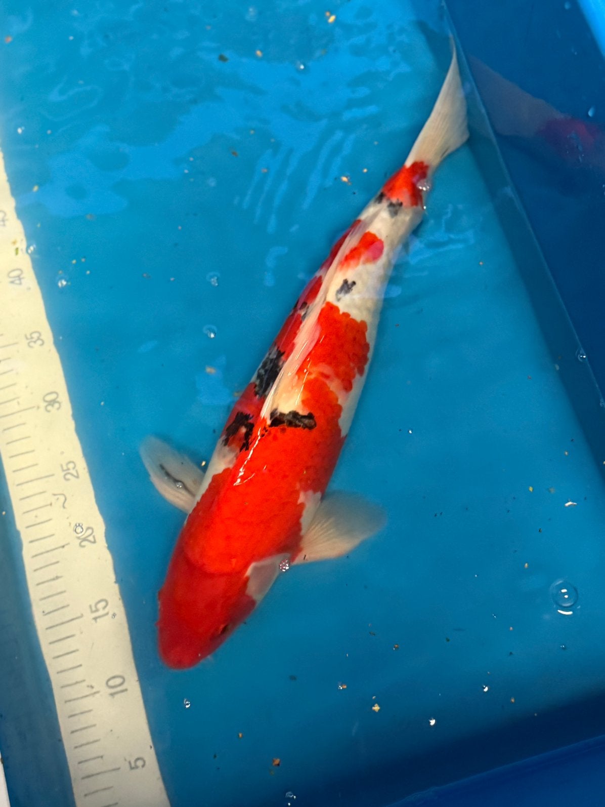 Sanke 47cm, Dieren en Toebehoren, Vissen | Vijvervissen, Karper of Koi