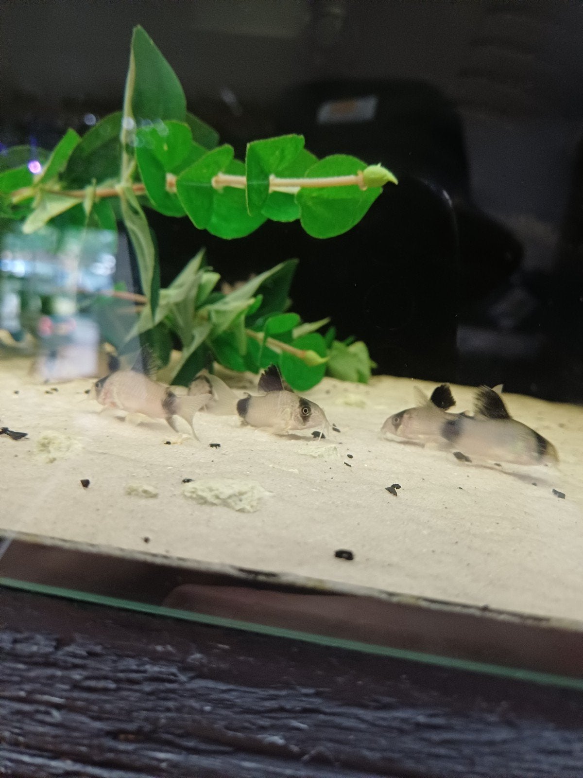 panda corydoras, Hagedis, 0 tot 2 jaar