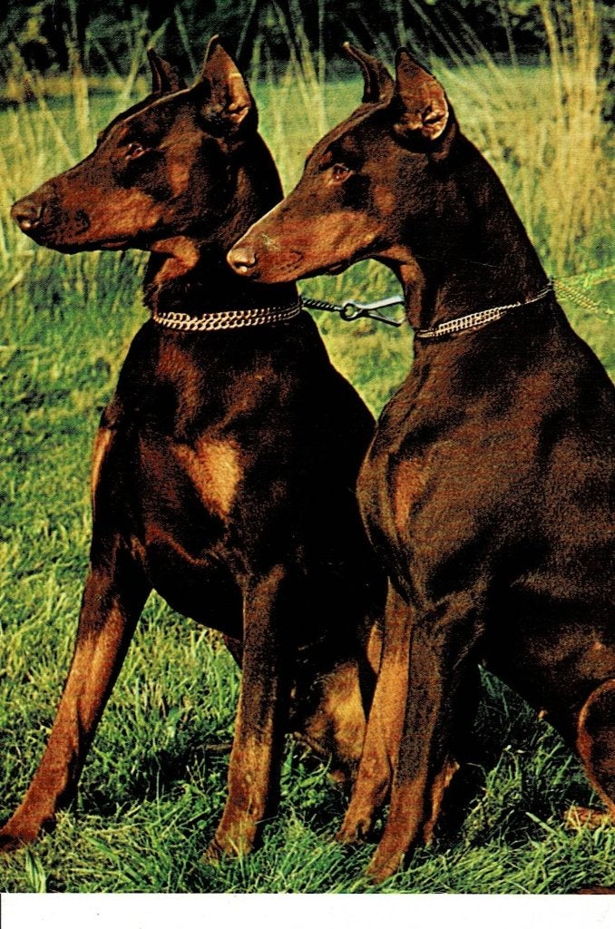 Vintage kaart  van twee Dobermann honden, Verzenden, 1960 tot 1980, Gelopen, Hond of Kat