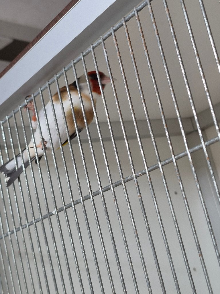 PRACHTIGE MAJOOR PUTTER WILDKLEUR  2025, Dieren en Toebehoren, Vogels | Overige Vogels, Wildzangvogel, Mannelijk, Tam, Geringd