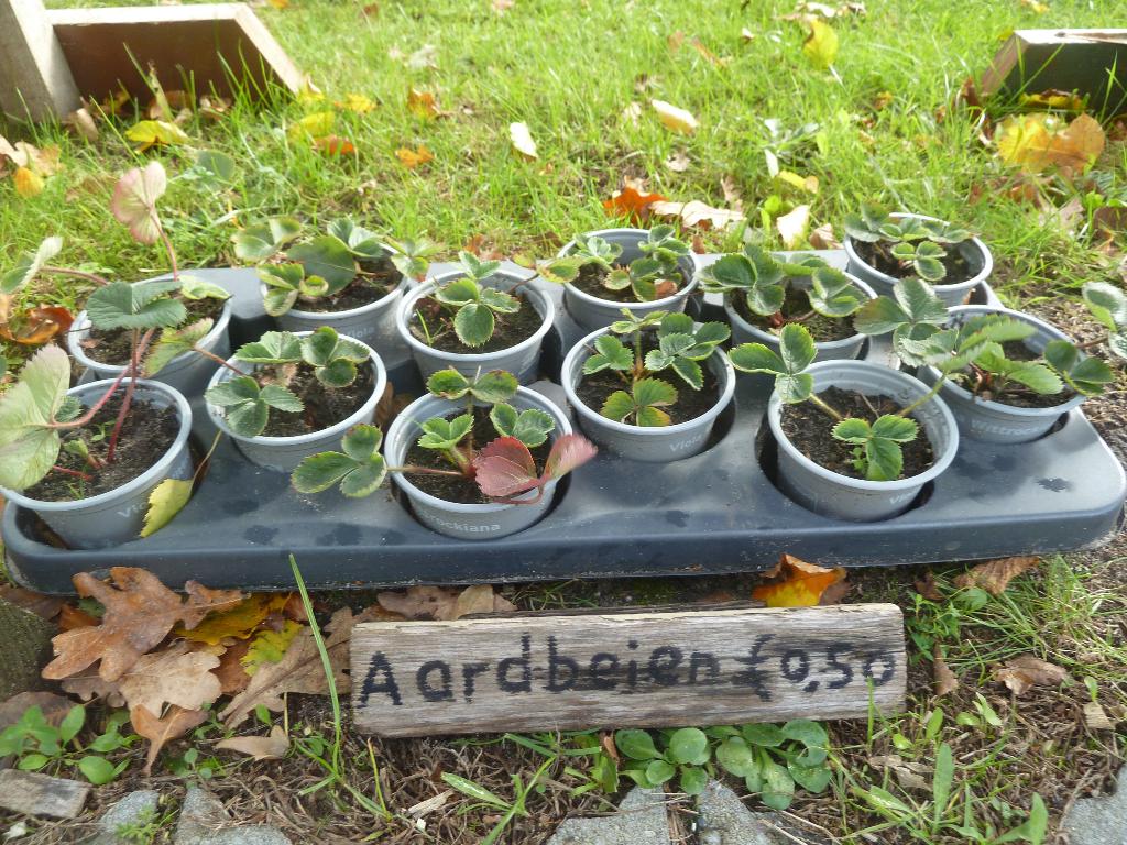 Aardbeiplantjes, Ophalen, Vaste plant, Halfschaduw, Zomer
