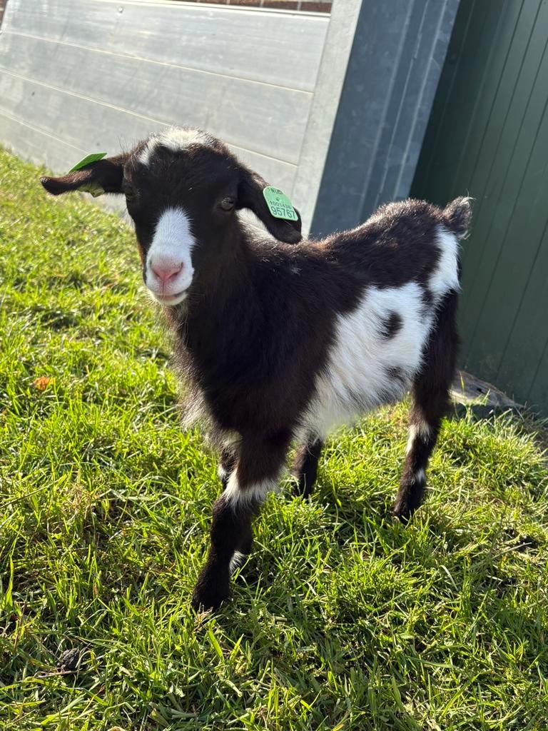 Bonte melkgeit geitje, Dieren en Toebehoren, Vrouwelijk, Geit, 0 tot 2 jaar
