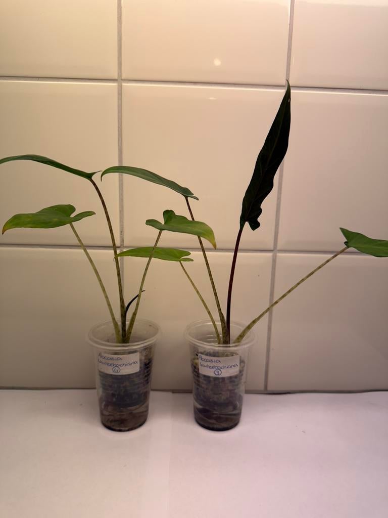 Alocasia lauterbachiana, Huis en Inrichting, Kamerplanten, Ophalen of Verzenden, Halfschaduw, Minder dan 100 cm