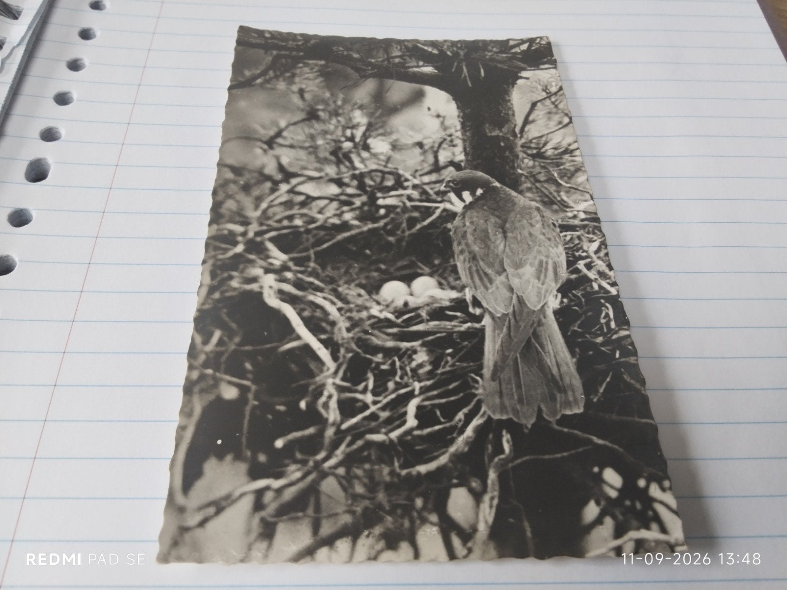 Zeldzame Boomvalk met eieren - natuur ansichtkaart., Gebruikt, Foto, Ophalen of Verzenden, Voor 1940