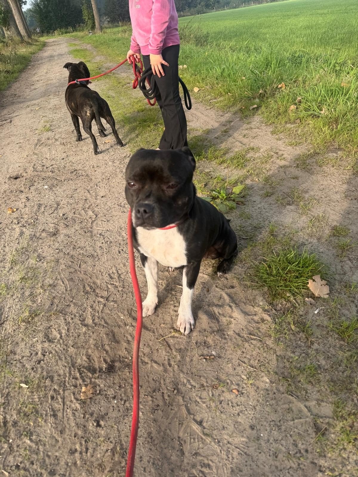 engelse stafford herplaatsing niet met andere honden!!, Dieren en Toebehoren, Overige rassen, 1 tot 2 jaar, Teef, Eén hond