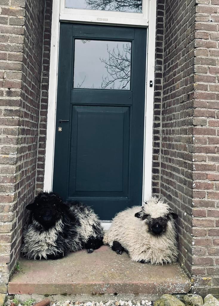 Twee lieve lammetjes, Dieren en Toebehoren, Mannelijk, Schaap