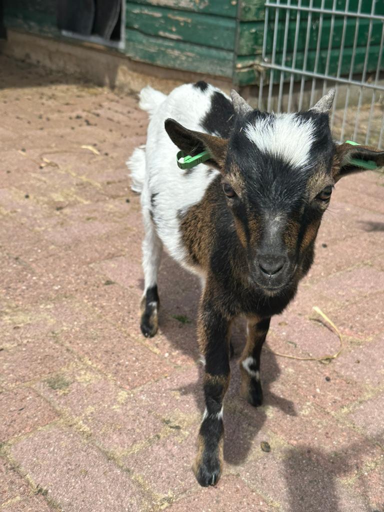 Dwerggeit bokje, Dieren en Toebehoren, Schapen, Geiten en Varkens, Mannelijk, Geit, 0 tot 2 jaar