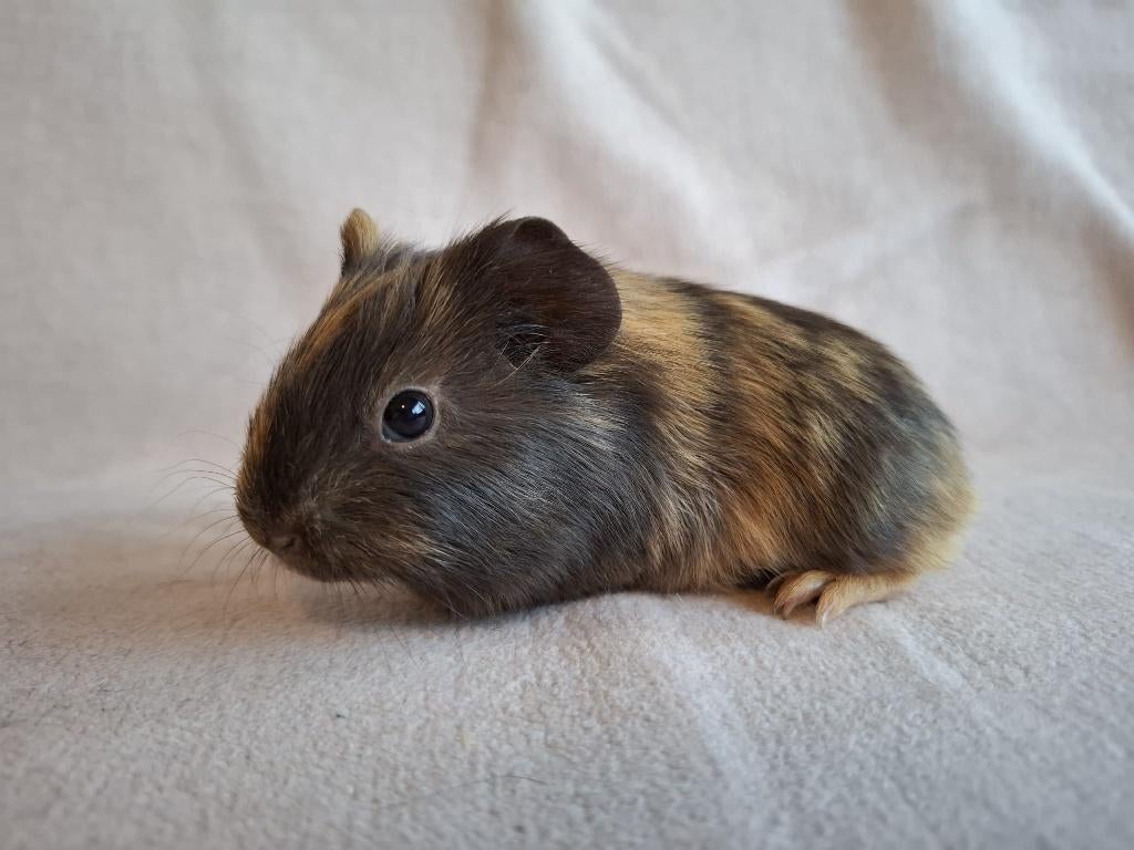 Mooie gladhaar cavia (beertje) te koop, Dieren en Toebehoren, Mannelijk, Tam, Maart, Cavia