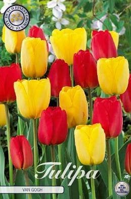 Tulipa 'Van Gogh' - Rode en Gele Tulpen - 10 bollen, Ophalen of Verzenden, Najaar, Volle zon, Bloembol