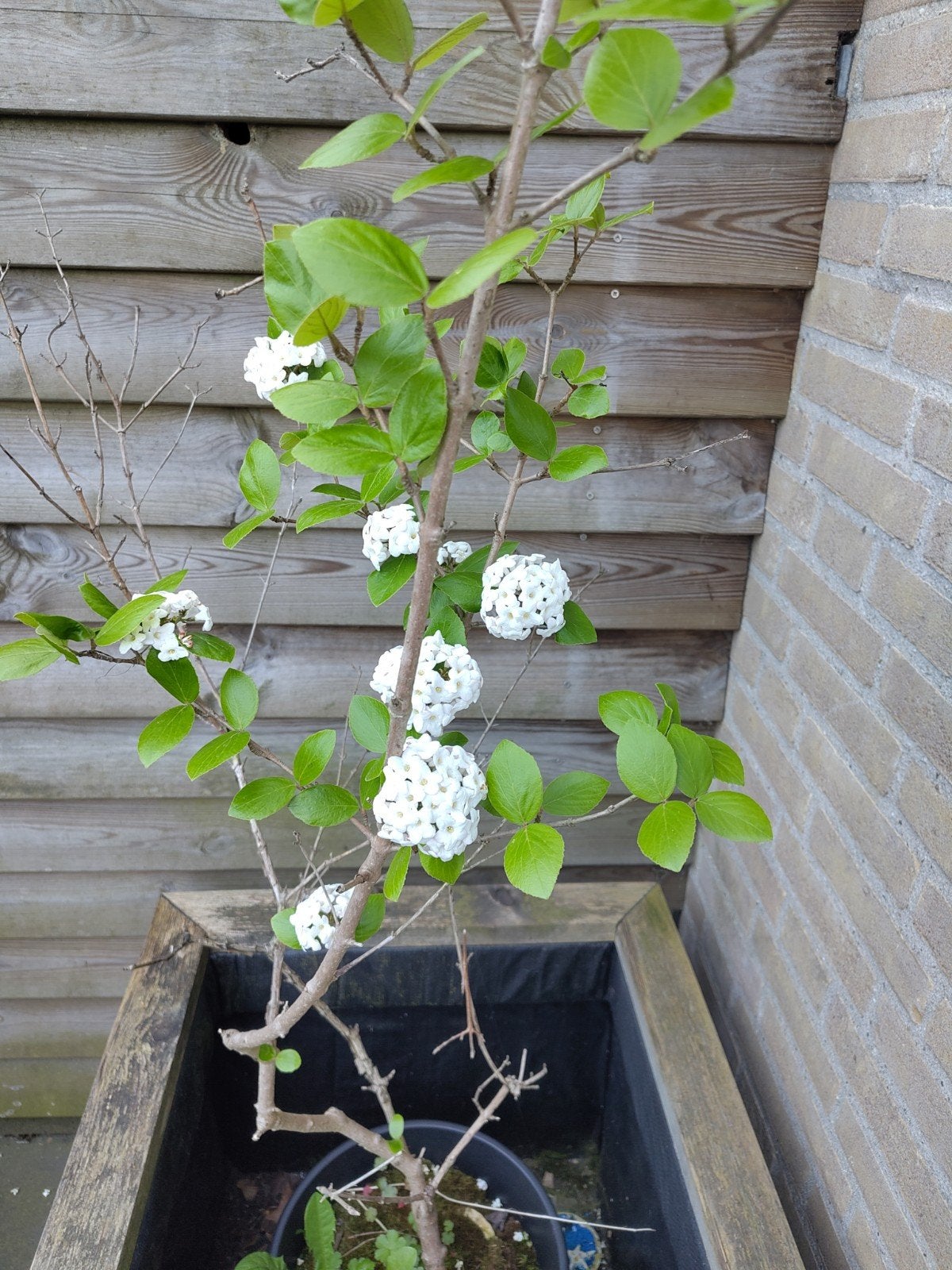 Koreaanse Sneeuwbal (Viburnum carlesii Hemsl.) in pot, Ophalen