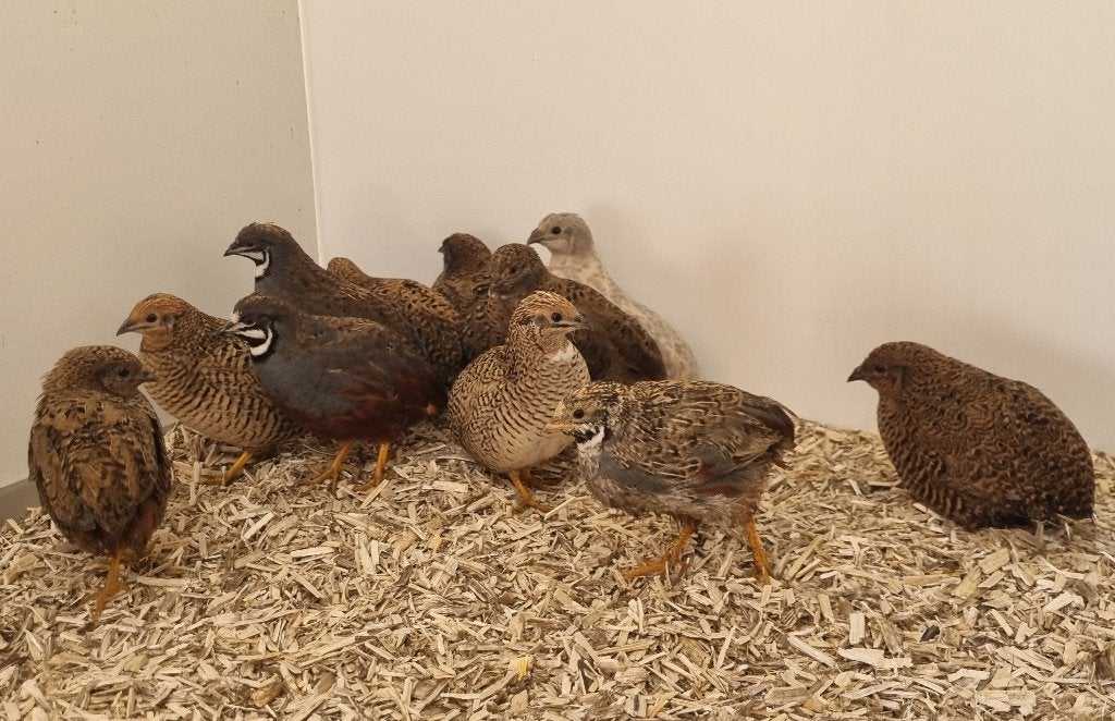 De laatste chinese dwerg kwartels, Dieren en Toebehoren, Meerdere dieren, Tropenvogel