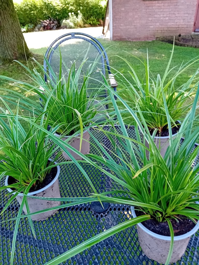 carex morowii variegietta, Tuin en Terras, Ophalen, Volle zon, Vaste plant, Siergrassen