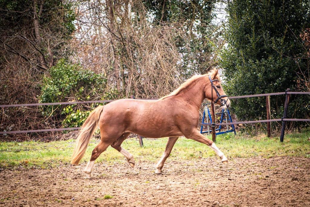 Te koop: New Forest pony Mango – zoet van naam, pit erin!, Merrie, Met stamboom, 3 tot 6 jaar, Onbeleerd