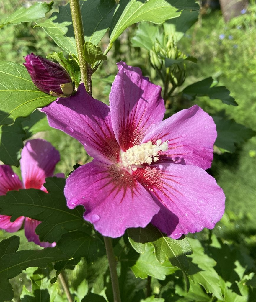 Foto 3 van Hibiscus syriacus 'Russian Violet', Bio