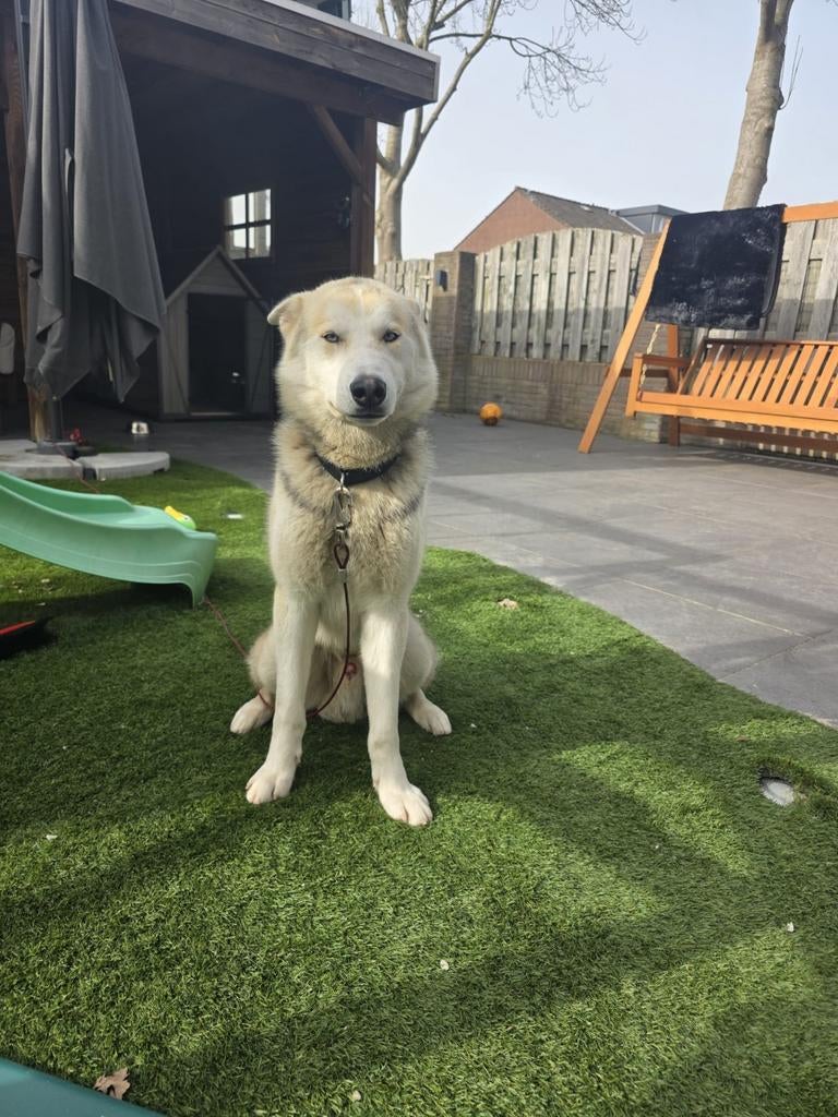 Husky x Akita reu (1 jaar) zoekt nieuw thuis, Dieren en Toebehoren, Reu, 1 tot 2 jaar, Eén hond, Nederland