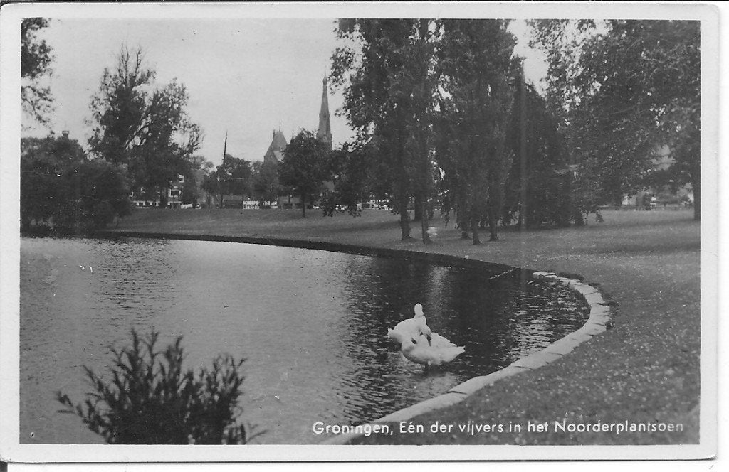Oude ansichtkaart Groningen, Noorderplantsoen met zwanen, Ophalen of Verzenden, 1940 tot 1960, Ongelopen, Groningen