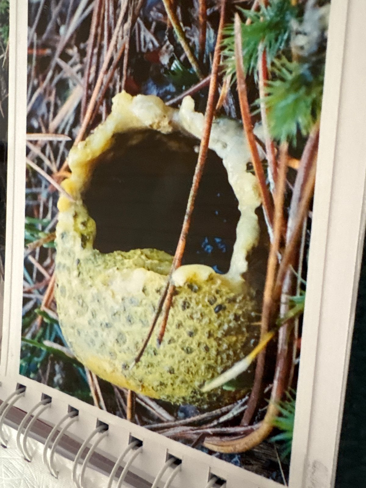 Twee boeken met zelf gemaakte foto’s van paddenstoelen, Hobby en Vrije tijd, Kaarten | Zelfgemaakt, Ophalen of Verzenden, Zo goed als nieuw