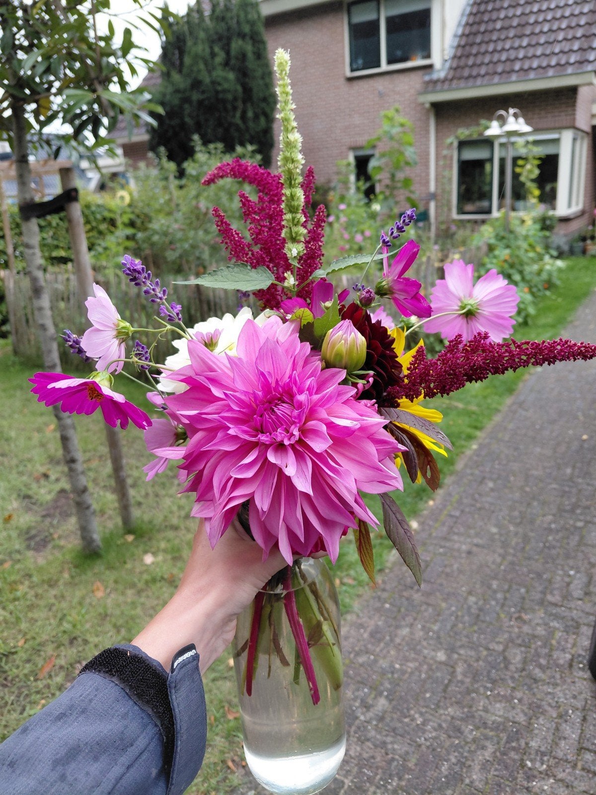 verse bosjes Dahlia's /plukbloemen, Ophalen, Volle zon
