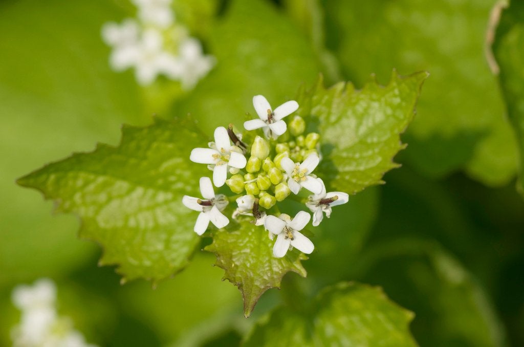 Zaden look-zonder-look (Alliaria petiolata) - inheems, Ophalen of Verzenden, Voorjaar, Volle zon, Zaad