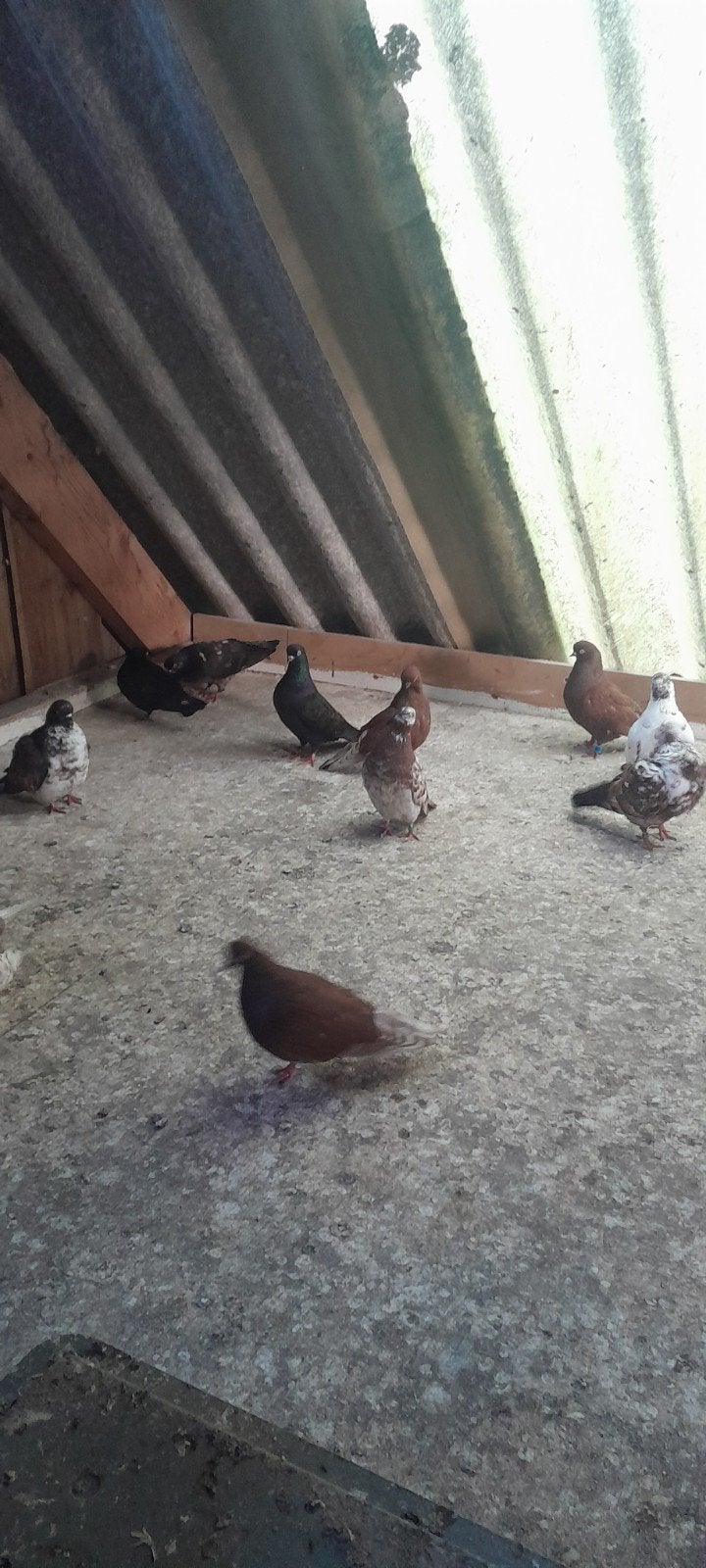 Portugese tuimelaars,rollers diverse kleuren, Dieren en Toebehoren, Vogels | Duiven, Meerdere dieren, Overige soorten