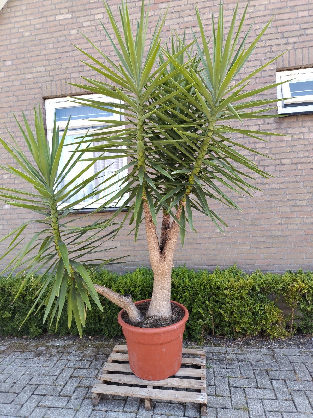 Yucca 3 meter hoog, Overige soorten, 100 tot 250 cm, Zomer, Ophalen