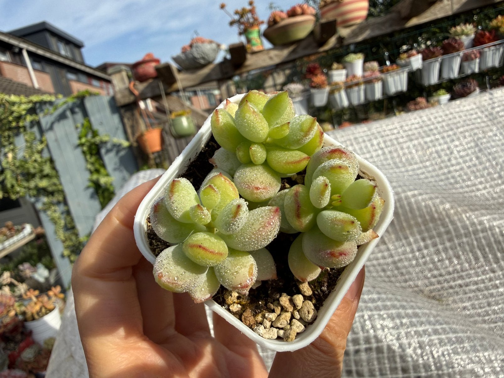 Cotyledon  pendens /pot 5cm/vetplant/succulent, Ophalen of Verzenden, Halfschaduw, Minder dan 100 cm