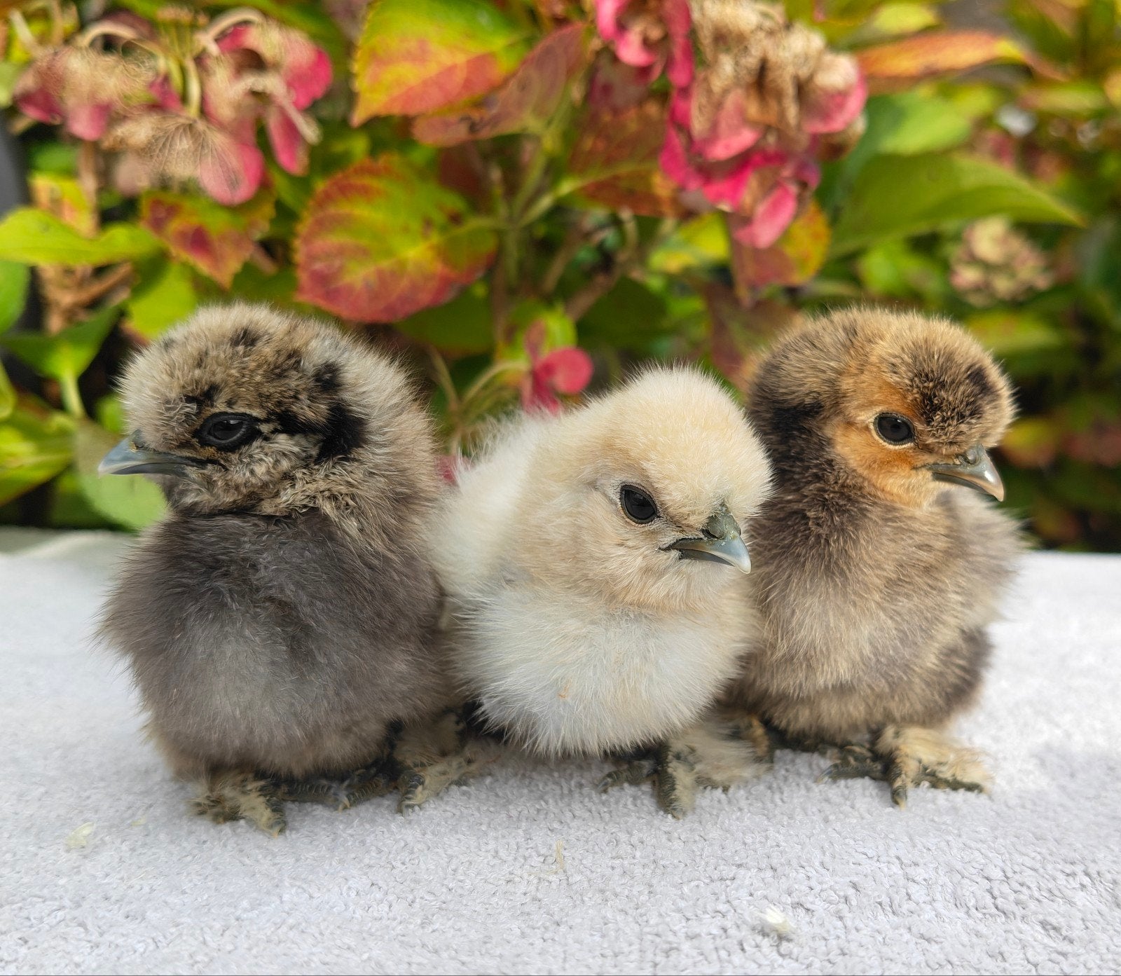 Zijdehoen kuikens/gesexte hennetjes, Dieren en Toebehoren, Vrouwelijk, Kip