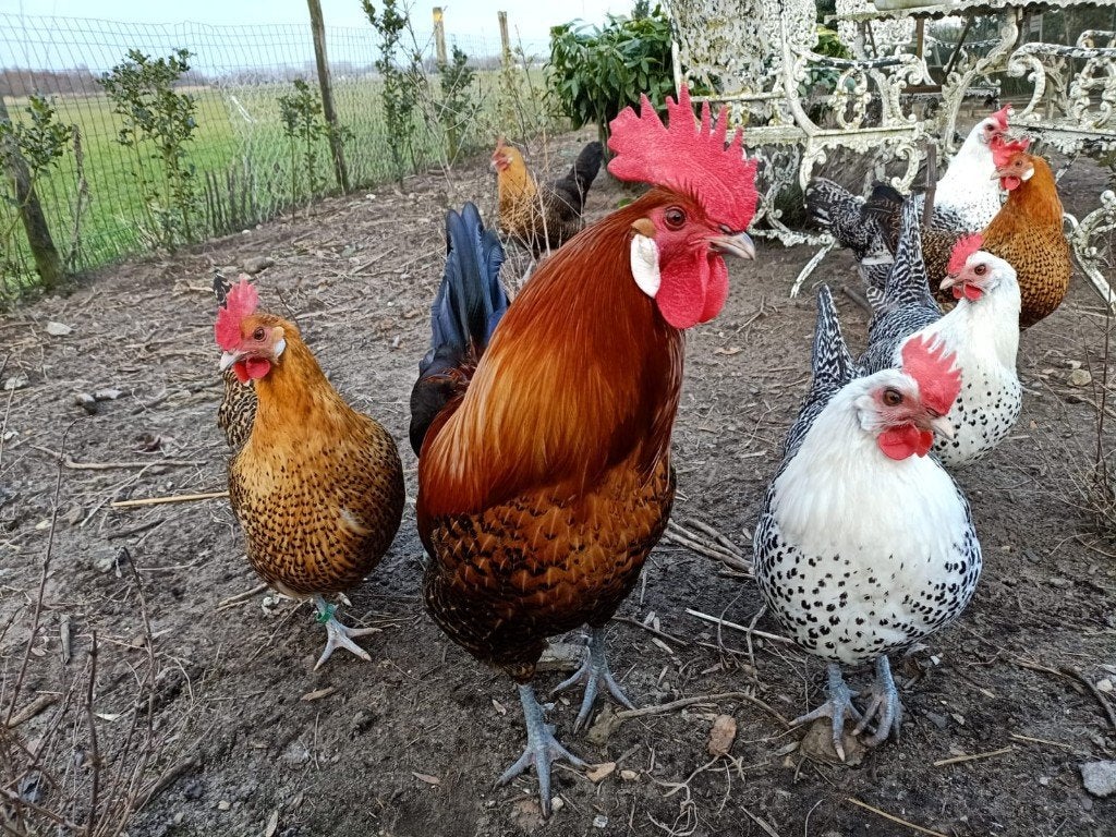 Koppel Chaamse Hoen  Goudpel met 1 kuiken en losse hanen, Meerdere dieren, Kip