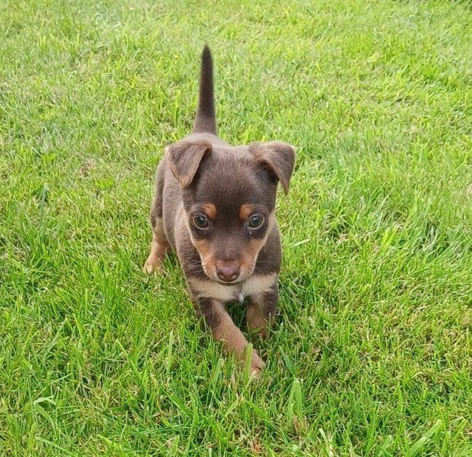 Jack russell liver and tan pups, Jack Russell Terriër, 8 tot 15 weken, Meerdere, Meerdere dieren