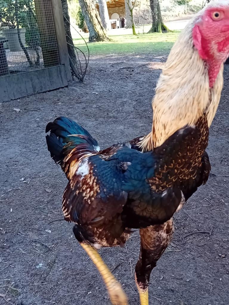 Broedeieren Indio Gigante, Dieren en Toebehoren, Pluimvee, Geslacht onbekend, Kip