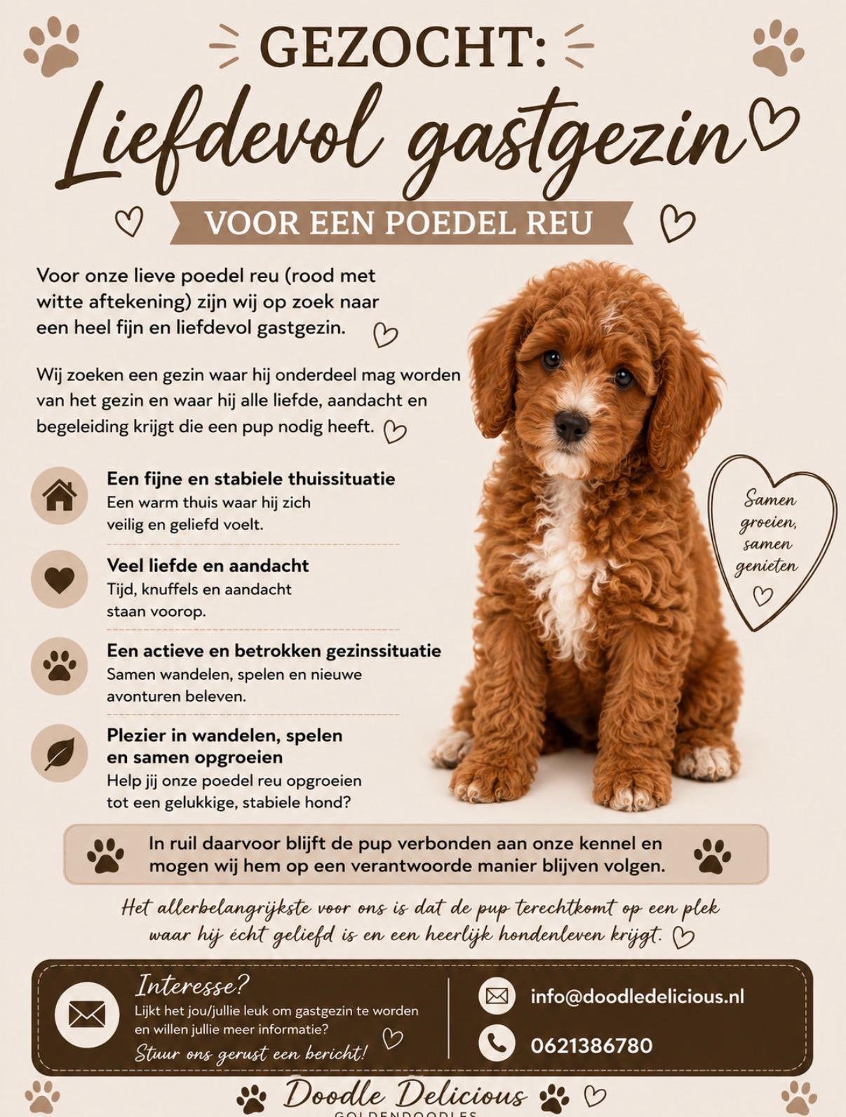 Mooi poedel reutje zoekt een fijn gastgezin, Parvo, Nederland, Reu, 8 tot 15 weken