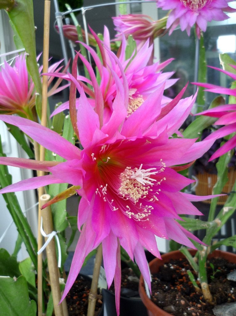 cactus - Epiphyllum Kiwi Morning Star, Ophalen of Verzenden, Cactus, Volle zon, Minder dan 100 cm