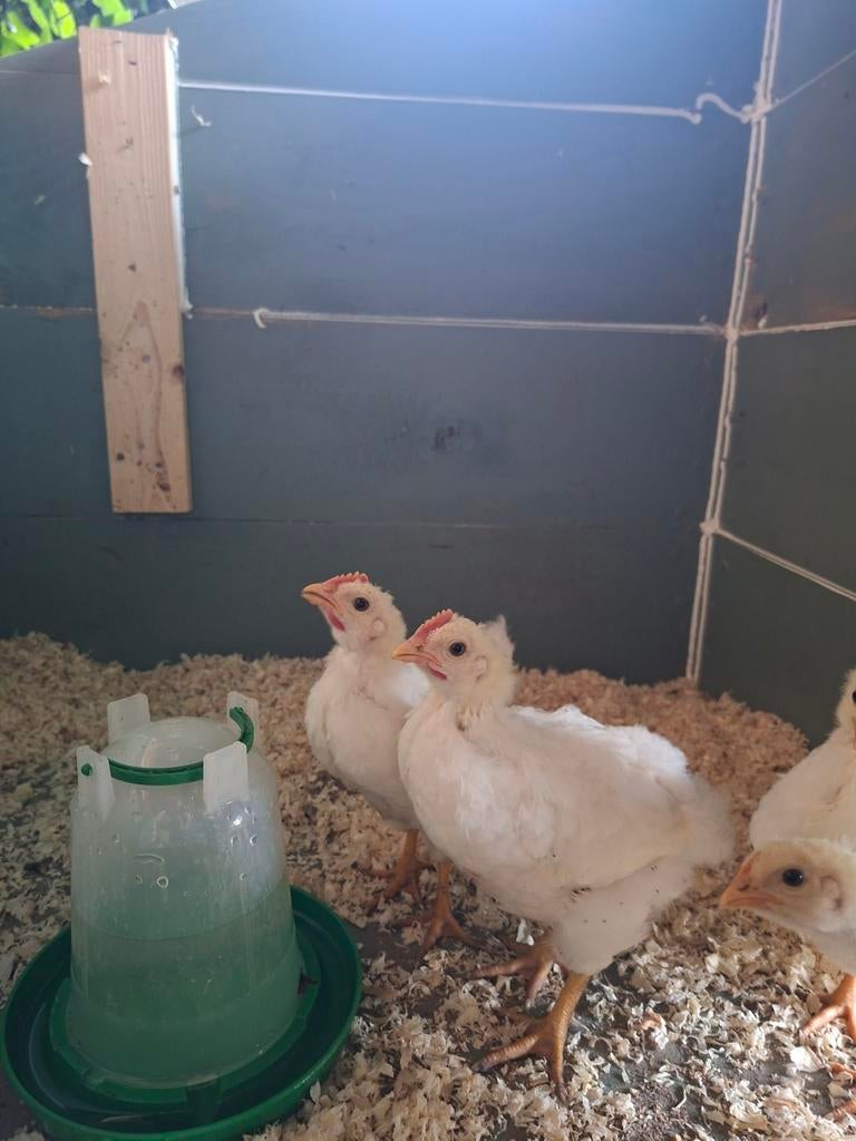 2 witte Barnevelder haantjes, Dieren en Toebehoren, Mannelijk, Kip